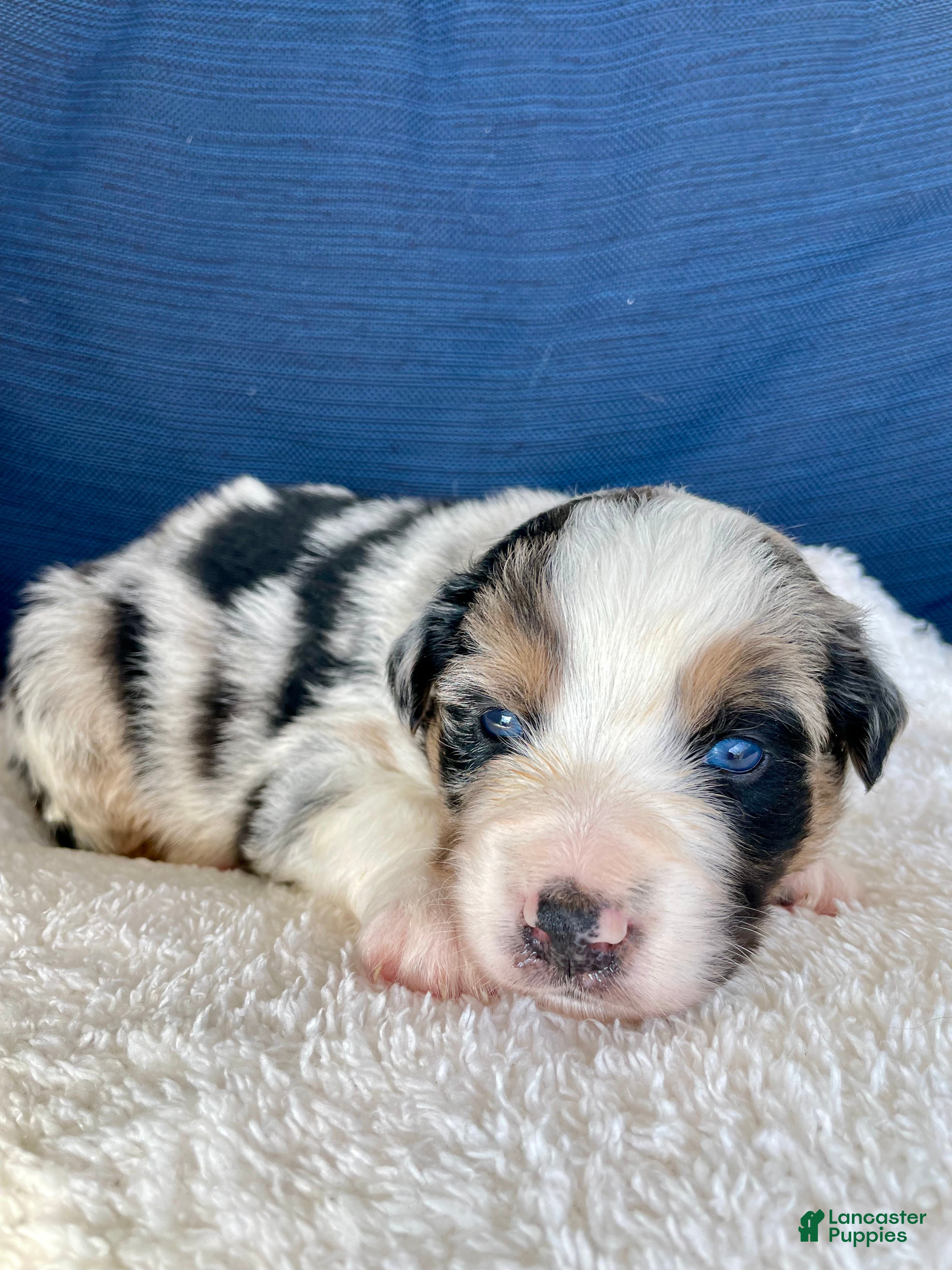 Australian Shepherd dogs Diego - Ad 25