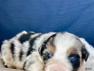 Australian Shepherd dogs Diego - Ad 25