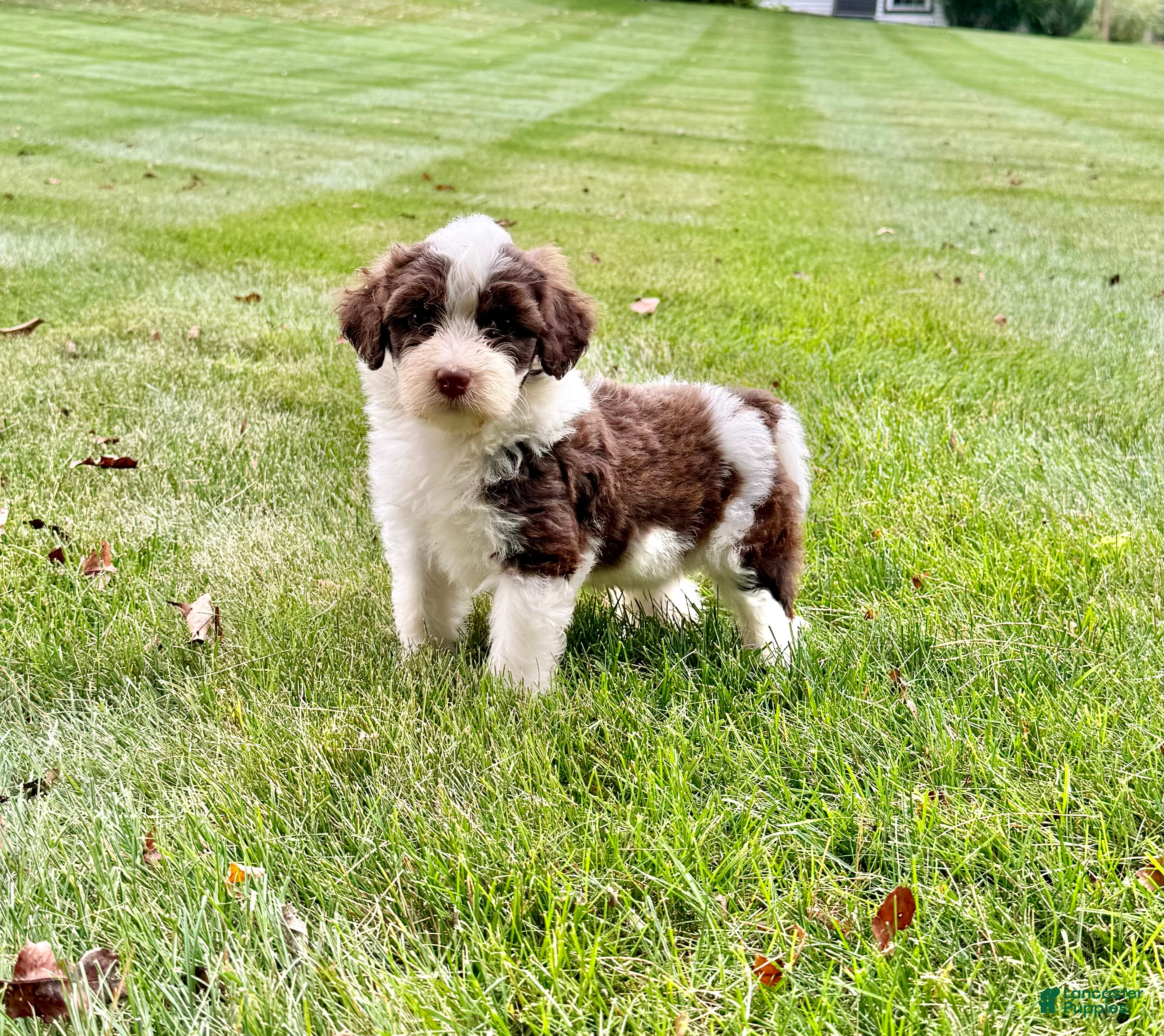 Portuguese Water Dog dogs Zeke - Ad 1