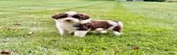 Portuguese Water Dog dogs for sale: Zeke - Ad 1