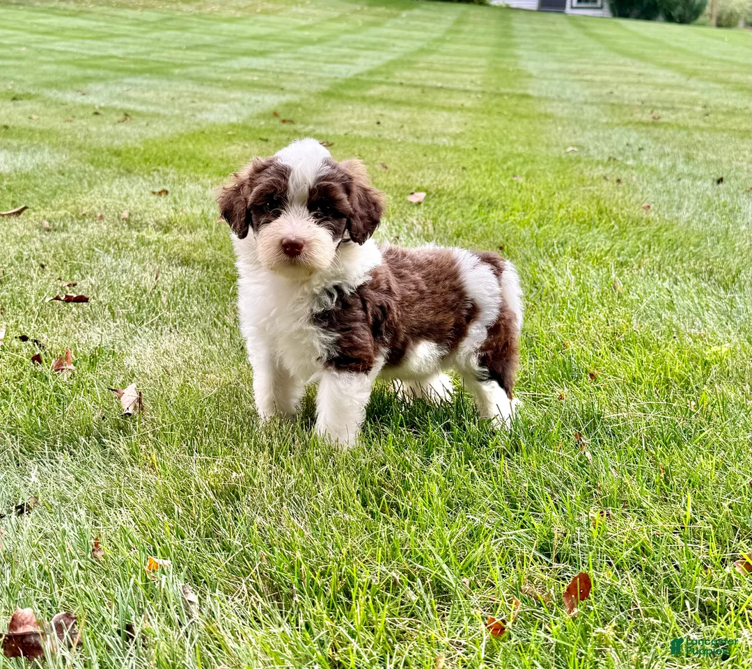 Portuguese Water Dog dogs for sale: Zeke - Ad 1