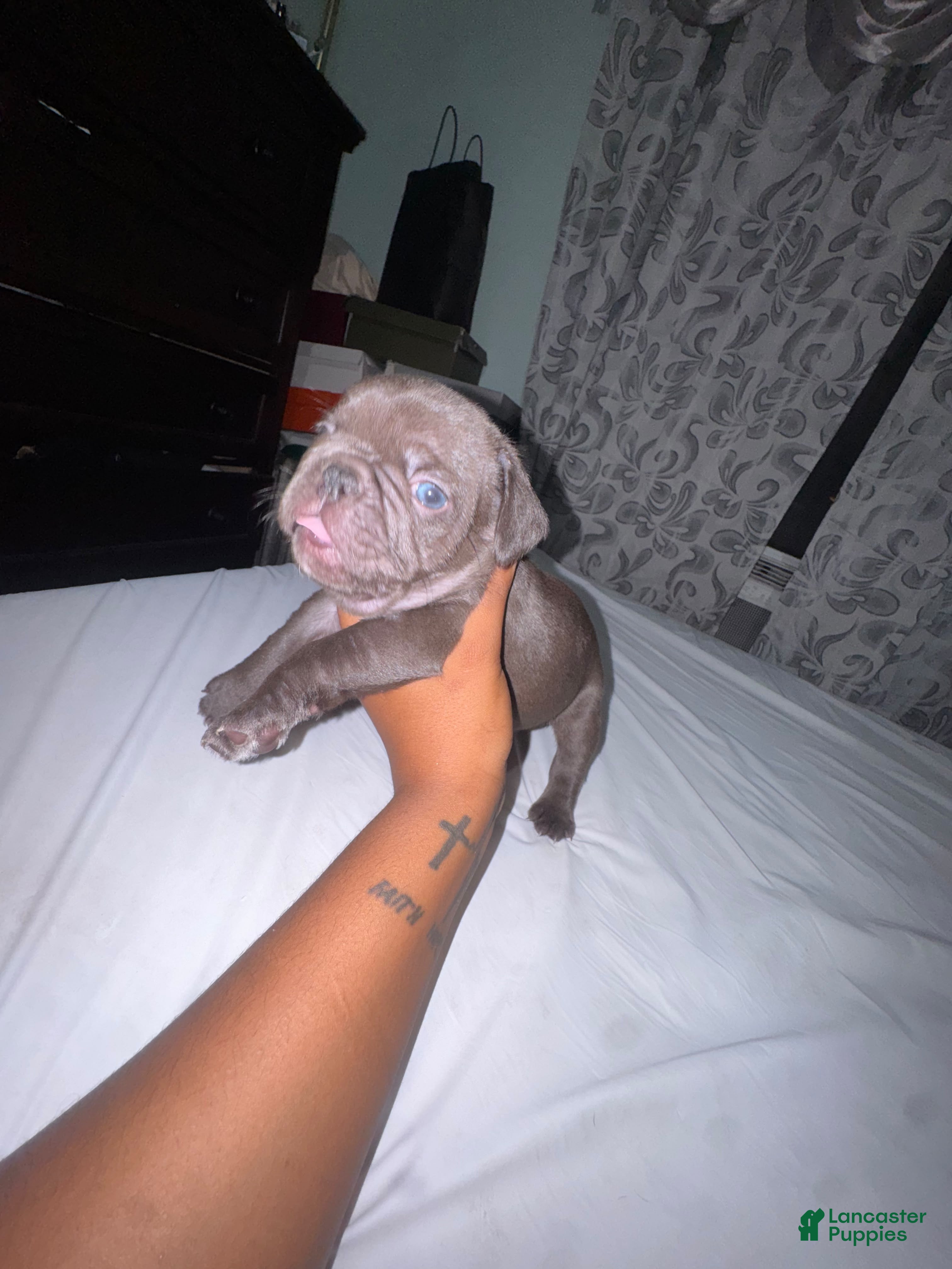 French Bulldog dogs for sale: French Bulldog 1 - Ad 1