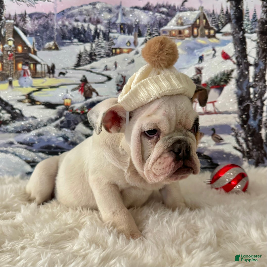 English Bulldog dogs for sale: Frodo  - Ad 4
