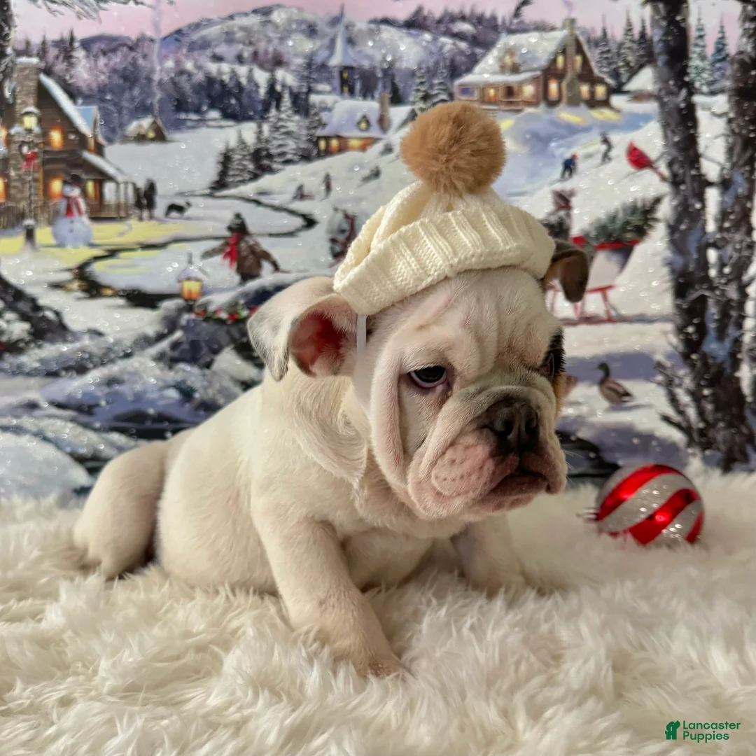 English Bulldog dogs for sale: Frodo  - Ad 4