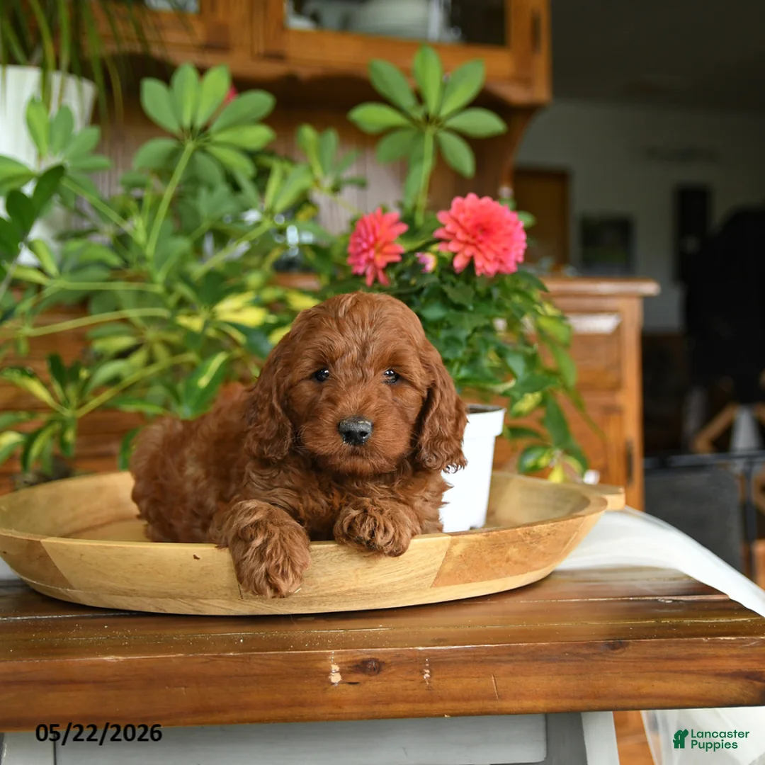 Mini Goldendoodle dogs for sale: Adam - Ad 1