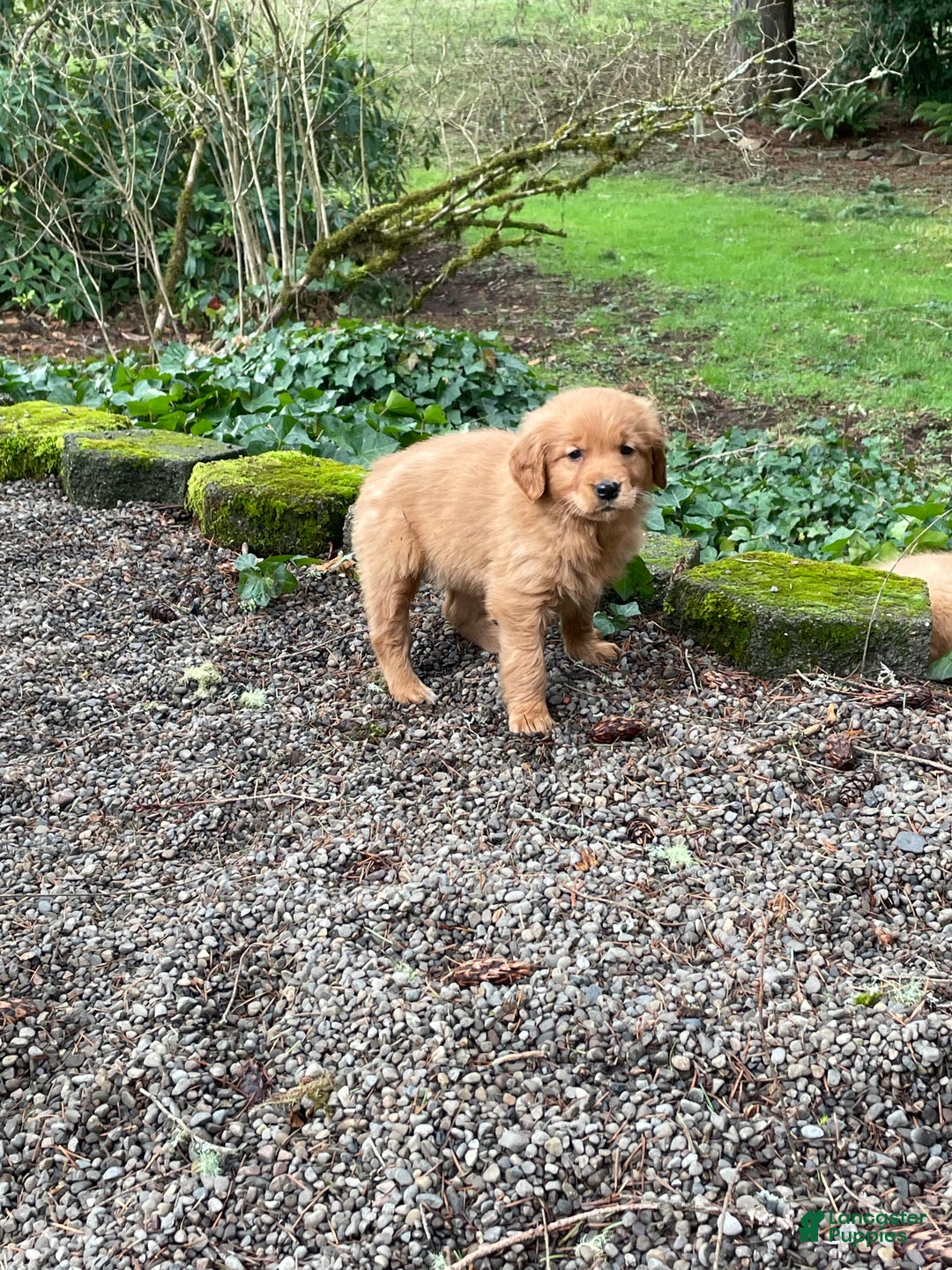 Golden Retriever dogs for sale: Riley - Ad 3