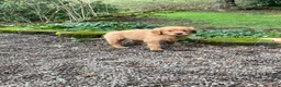 Golden Retriever dogs for sale: Rusty - Ad 3