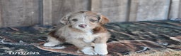 Mixed Breed dogs for sale: Lily - Ad 2