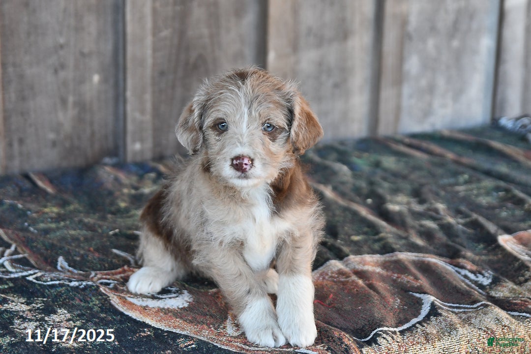 Mixed Breed dogs for sale: Lily - Ad 2
