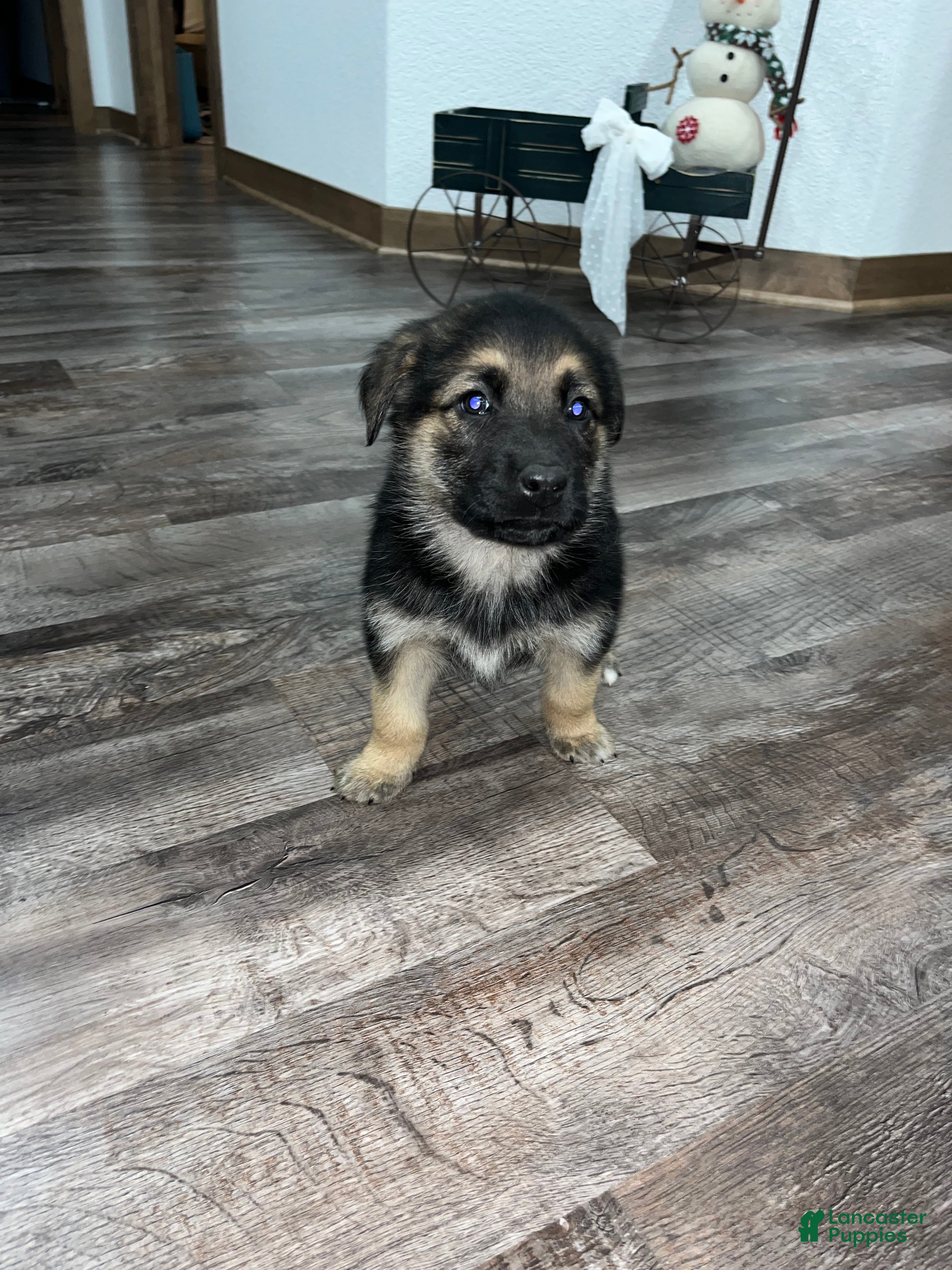 Mixed Breed dogs Max🩵 - Ad 37