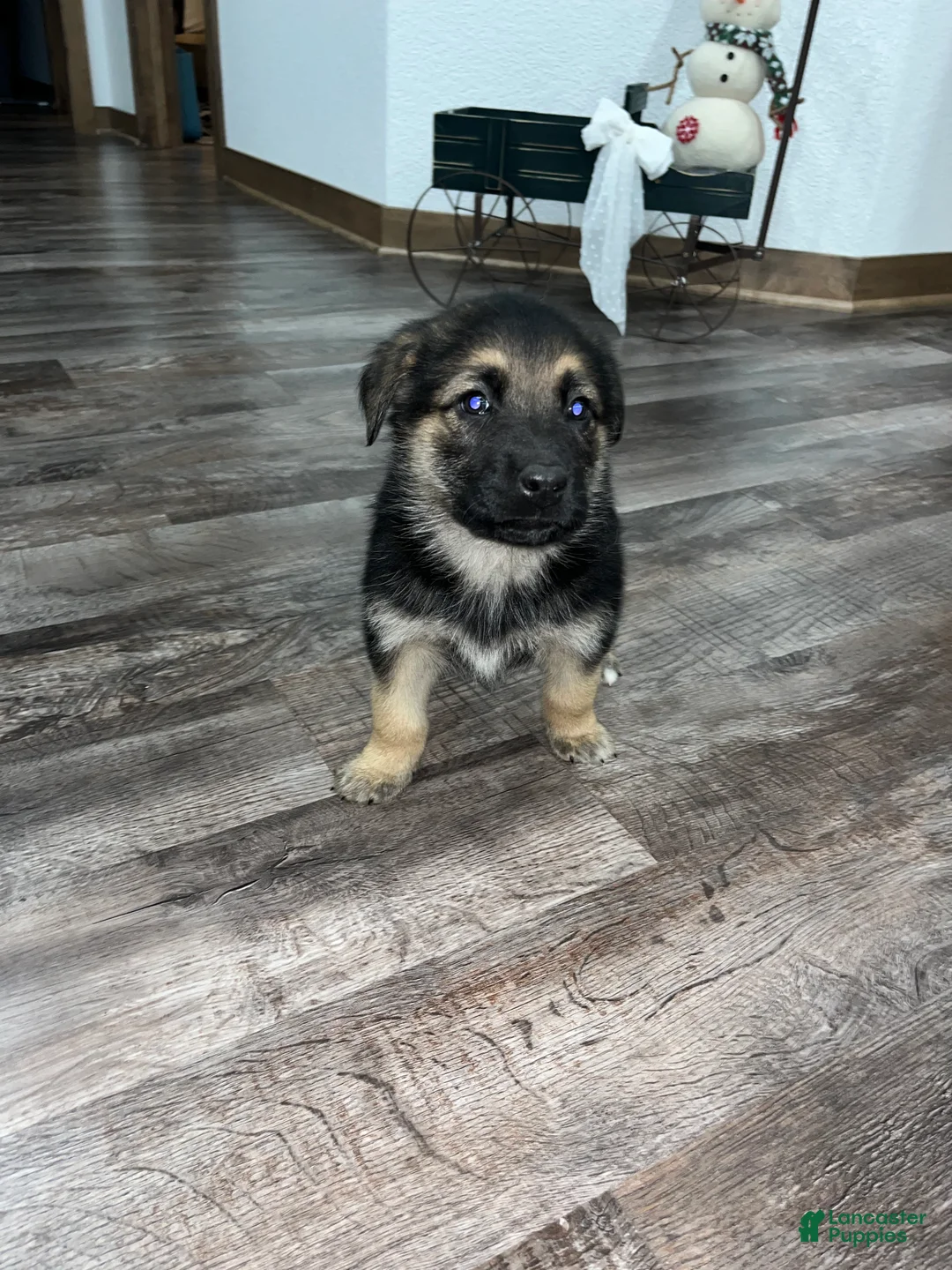 Mixed Breed dogs for sale: Max🩵 - Ad 1