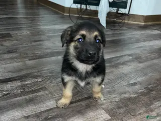 Mixed Breed dogs Max🩵 - Ad 37