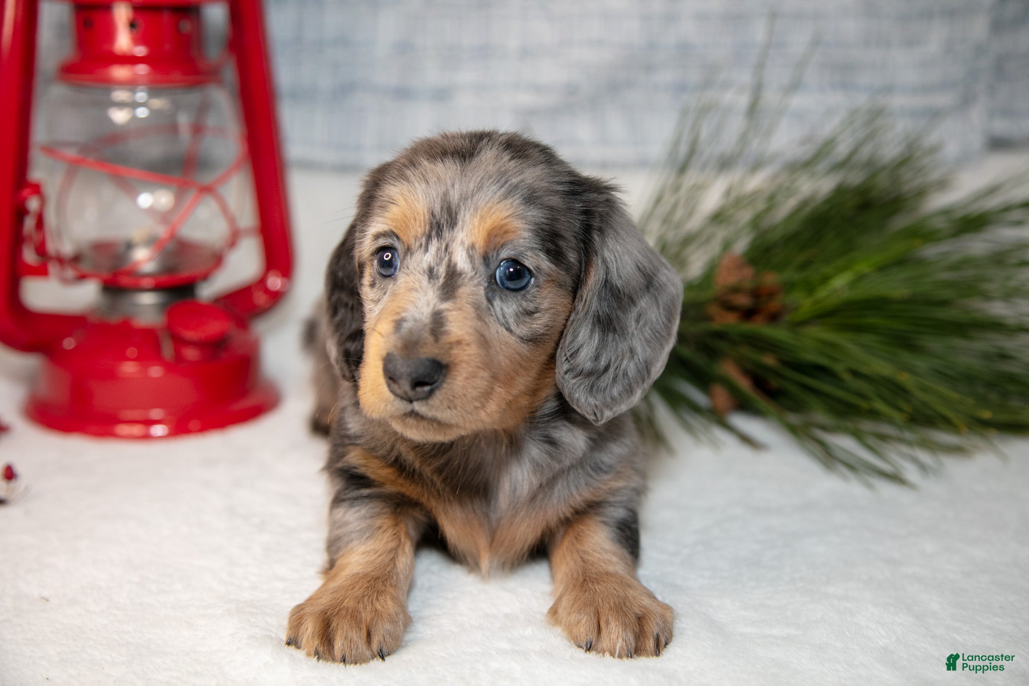 Miniature Dachshund dogs Bluey - Ad 14