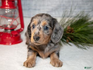 Miniature Dachshund dogs Bluey - Ad 14