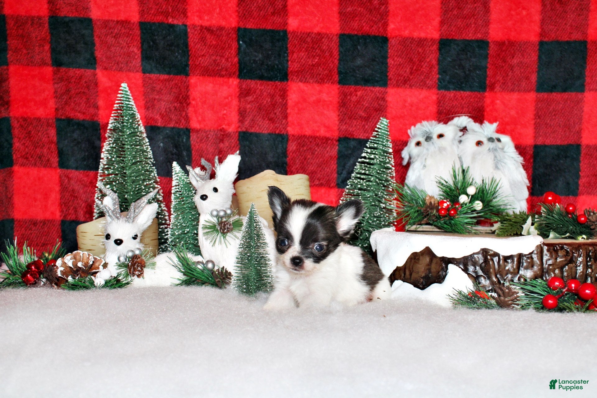 Chihuahua dogs Sophie - Ad 21