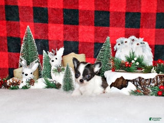 Chihuahua dogs Sophie - Ad 20