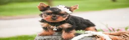 Yorkshire Terrier dogs for sale: Aspen - Ad 4