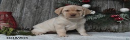 Labrador Retriever dogs for sale: Mimi - Ad 5