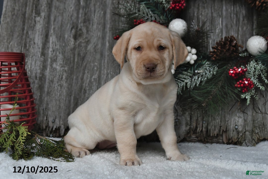 Labrador Retriever dogs for sale: Mimi - Ad 5