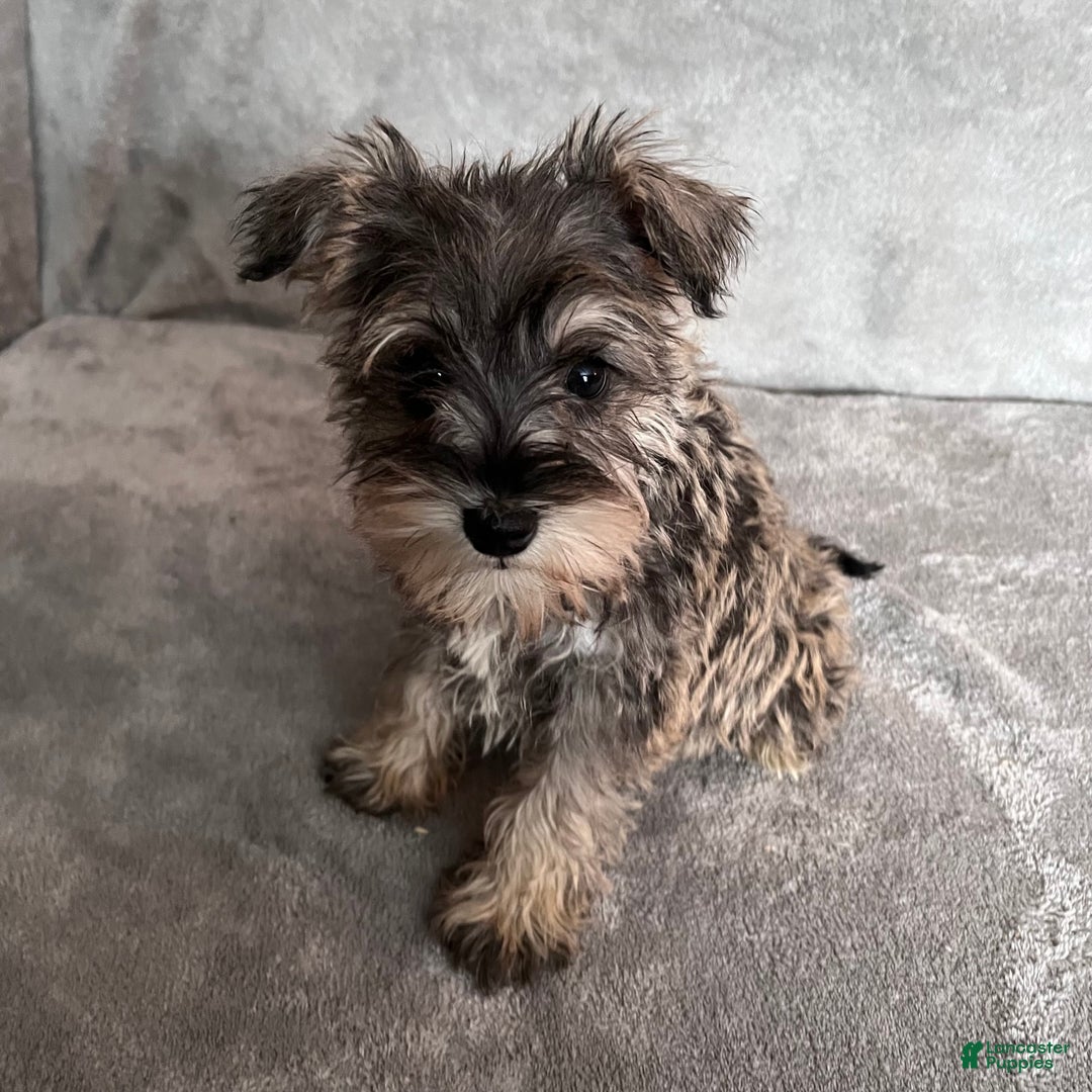 Miniature Schnauzer dogs for sale: Tinsley - Ad 4