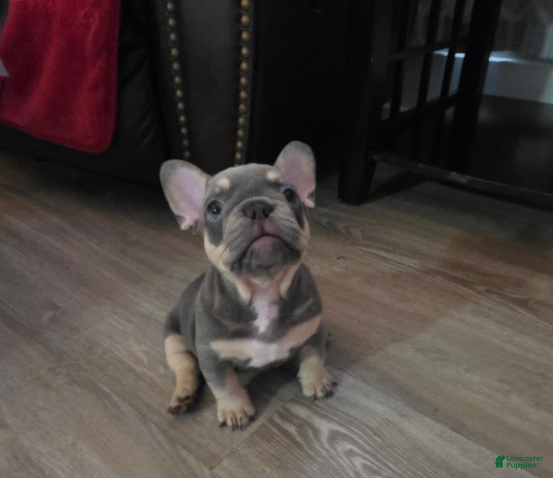 French Bulldog dogs for sale: Lil chunk - Ad 1