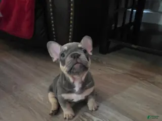 French Bulldog dogs for sale: Lil chunk - Ad 1