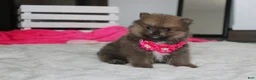 Pomeranian dogs for sale: Zara - Ad 7