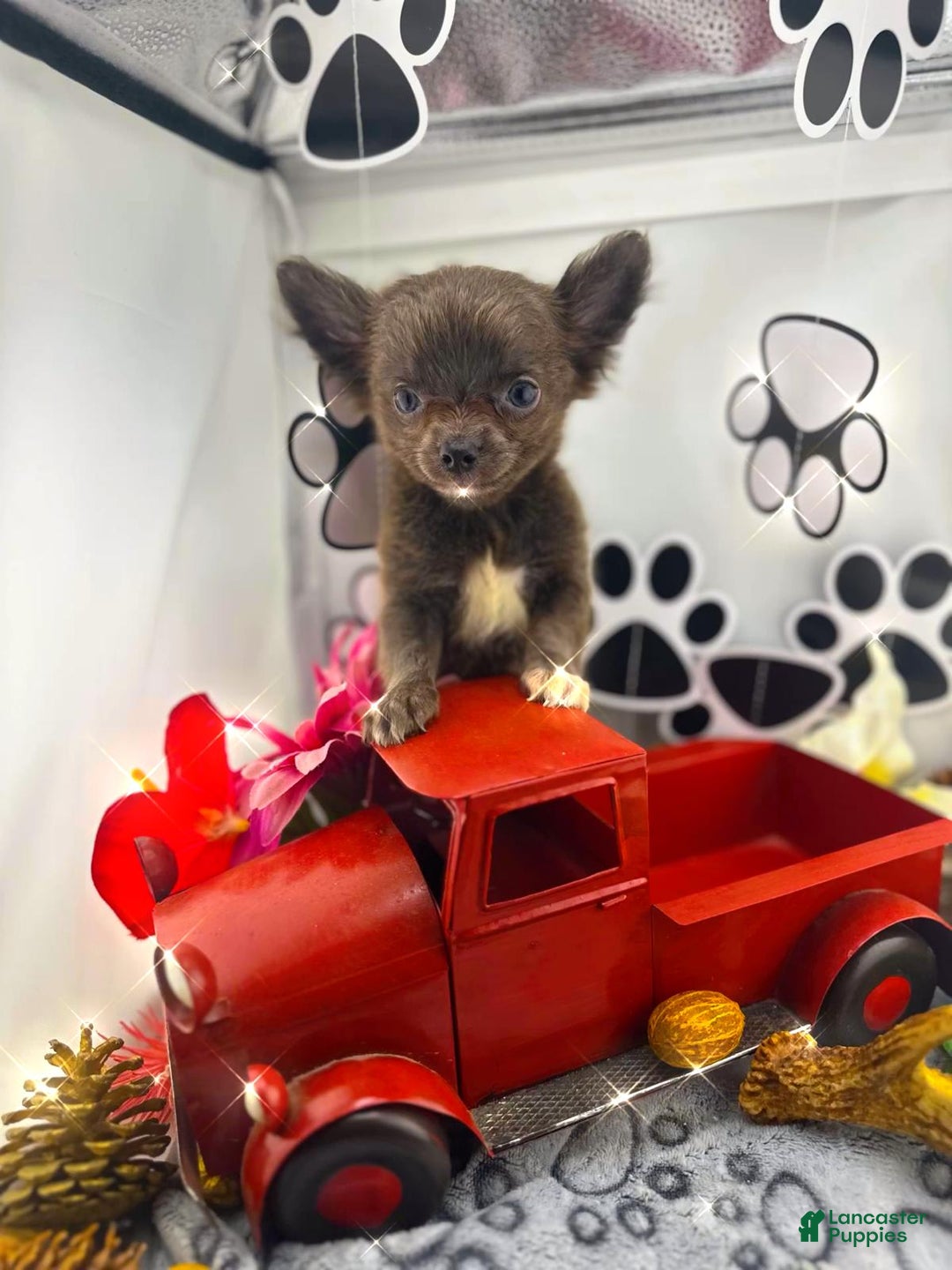 Chihuahua dogs for sale: Rosco - Ad 3