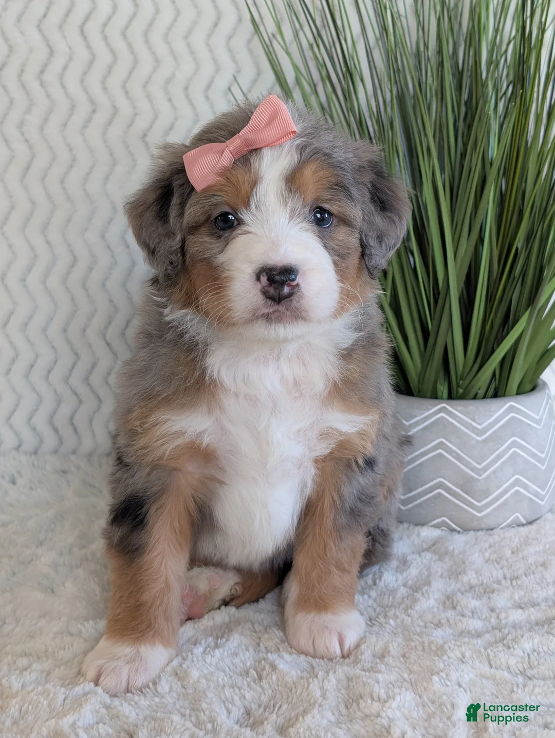 Mini Bernedoodle dogs for sale: Mini Indy  - Ad 11