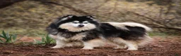 Pomsky dogs for sale: Pomsky - Male 3 of 3 - Ad 2