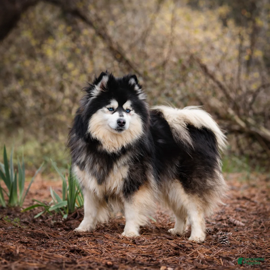 Pomsky dogs for sale: Pomsky - Male 3 of 3 - Ad 2