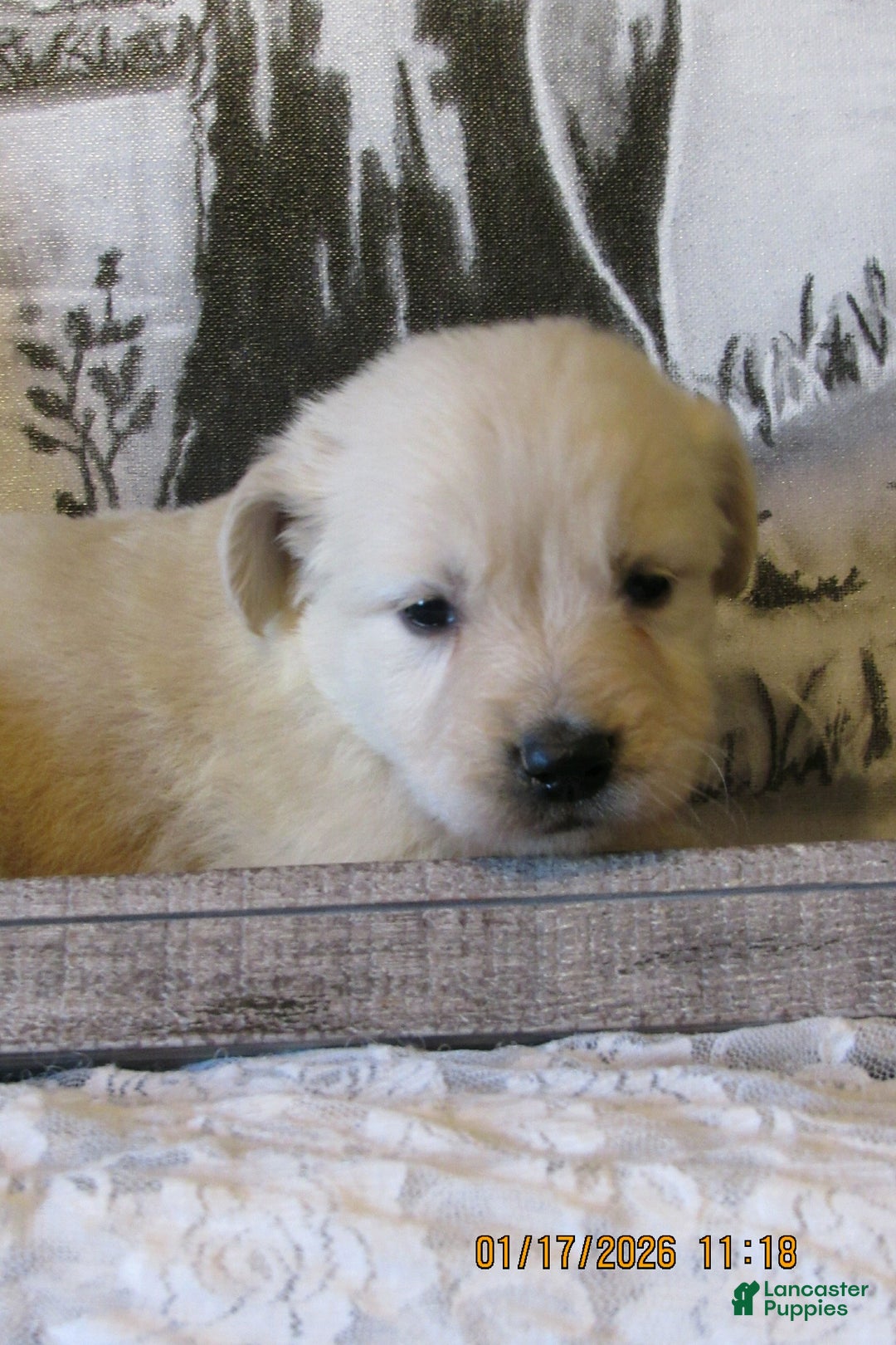 Golden Retriever dogs for sale: Golden Retriever Puppy 5 River - Ad 1