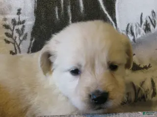 Golden Retriever dogs Golden Retriever Puppy 5 River - Ad 2