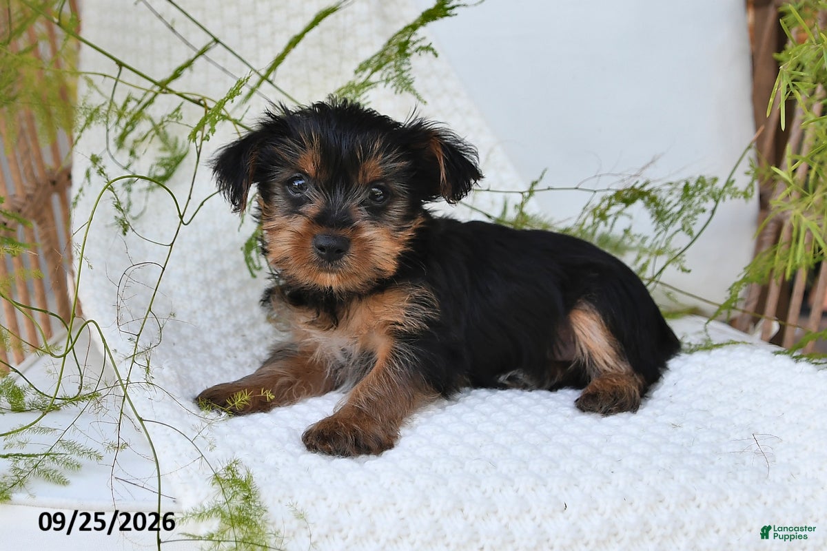 Yorkshire Terrier dogs Nutmeg - Ad 2