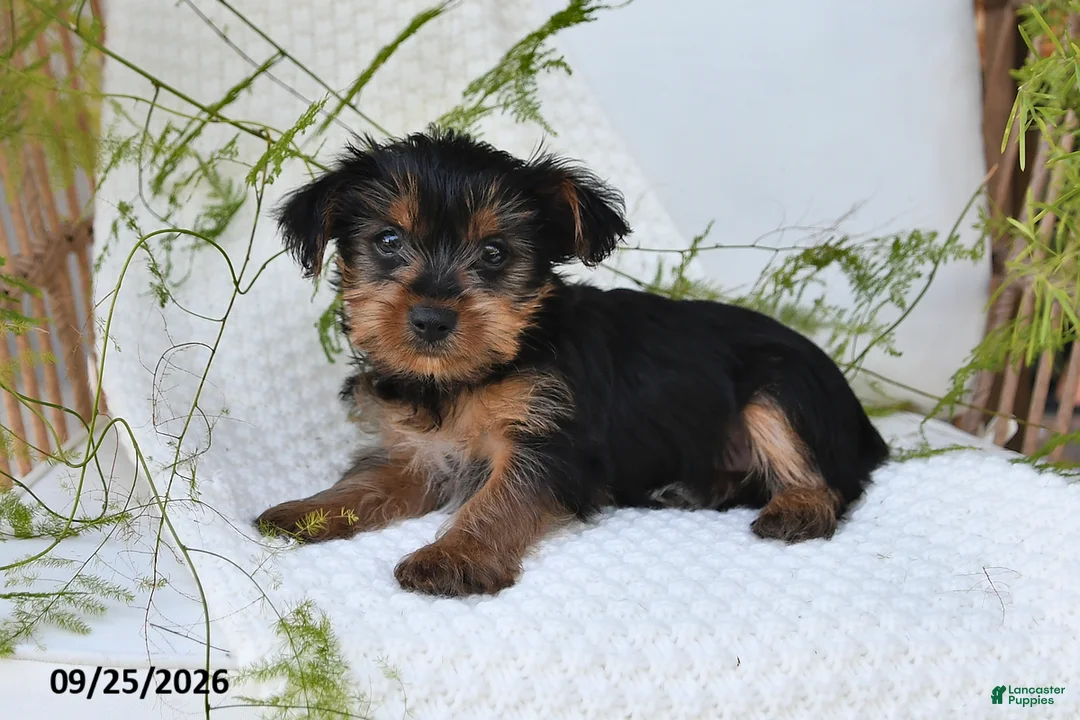 Yorkshire Terrier dogs for sale: Nutmeg - Ad 2