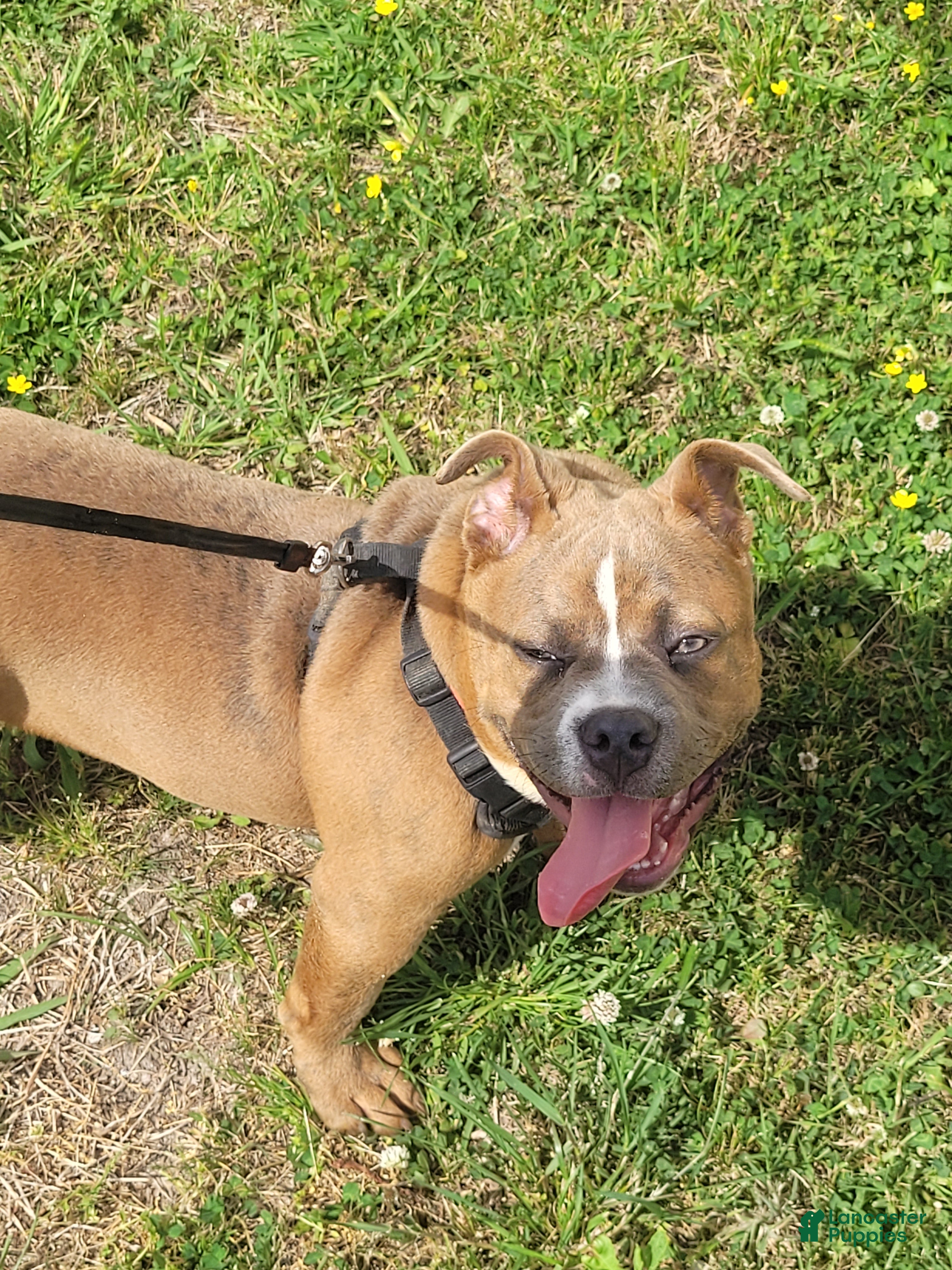 American Bully dogs American Bully Puppy 1 - Ad 21