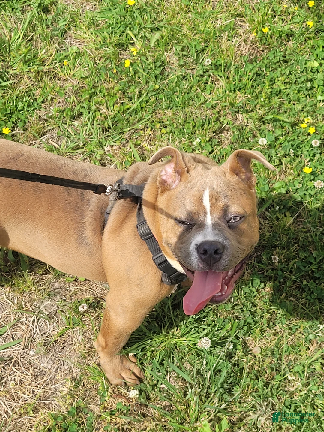 American Bully dogs for sale: American Bully Puppy 1 - Ad 1