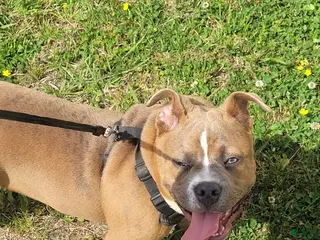 American Bully dogs American Bully Puppy 1 - Ad 21