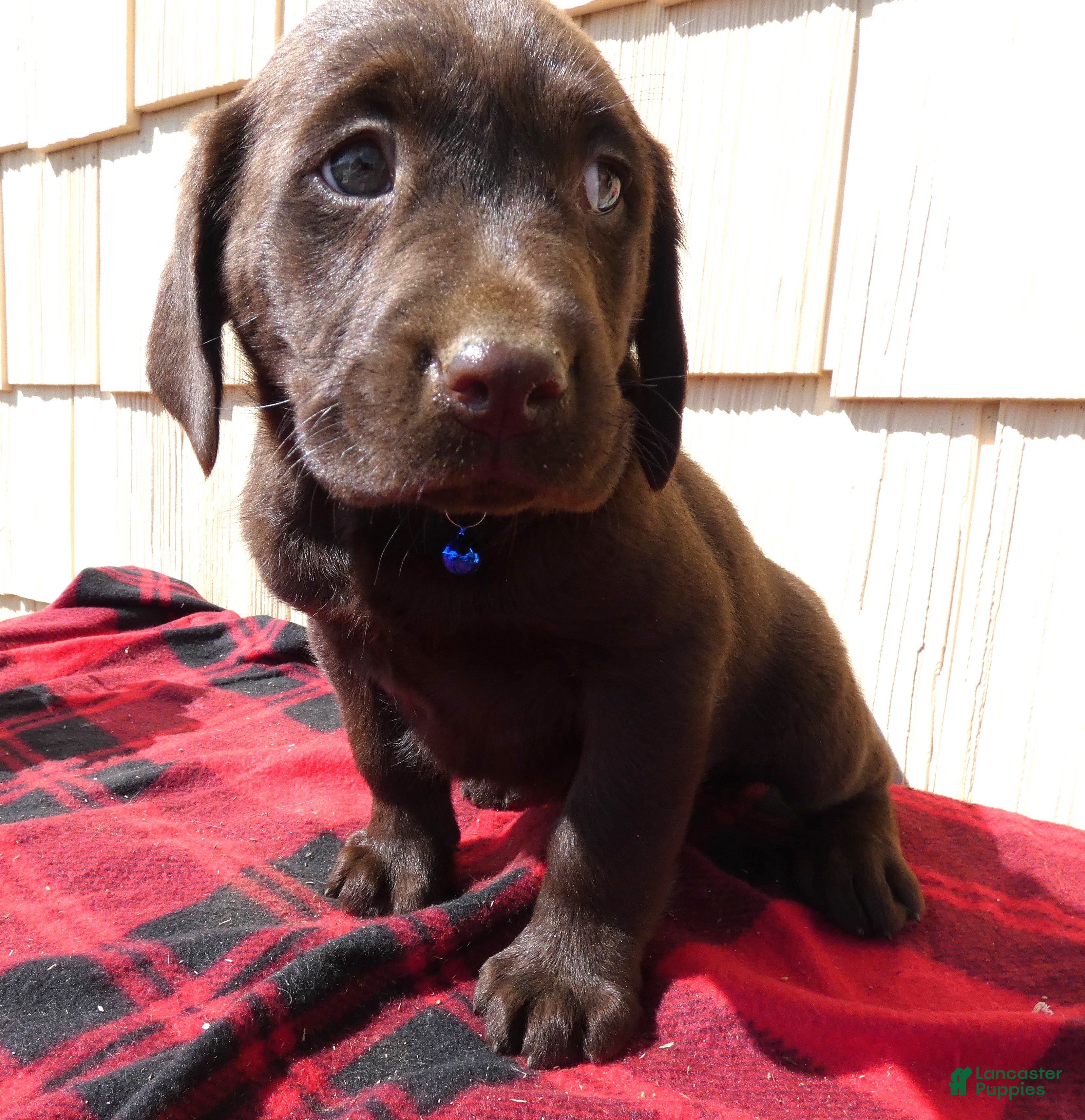 Labrador Retriever dogs Labrador Retriever Puppy 8 Marcy - Ad 34