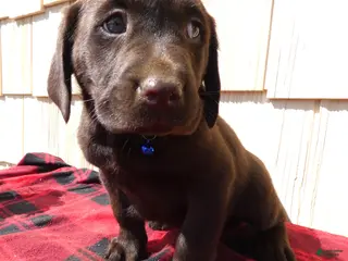 Labrador Retriever dogs Labrador Retriever Puppy 8 Marcy - Ad 34