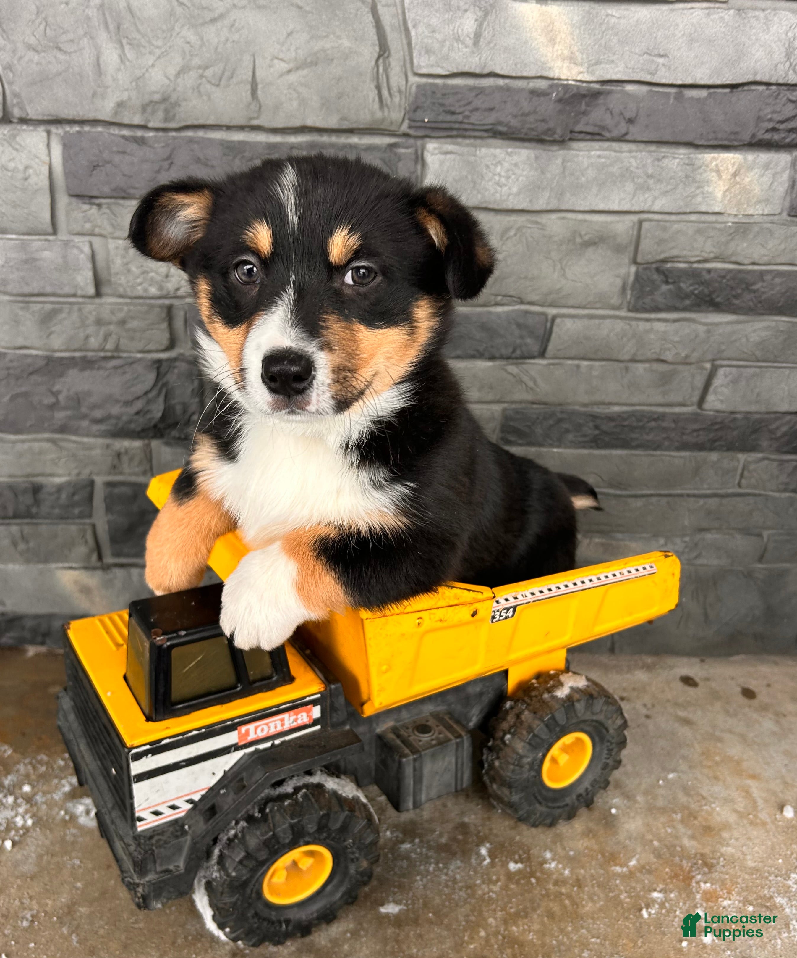 Welsh Corgi Pembroke dogs Charlie - Ad 38