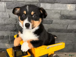 Welsh Corgi Pembroke dogs Charlie - Ad 21