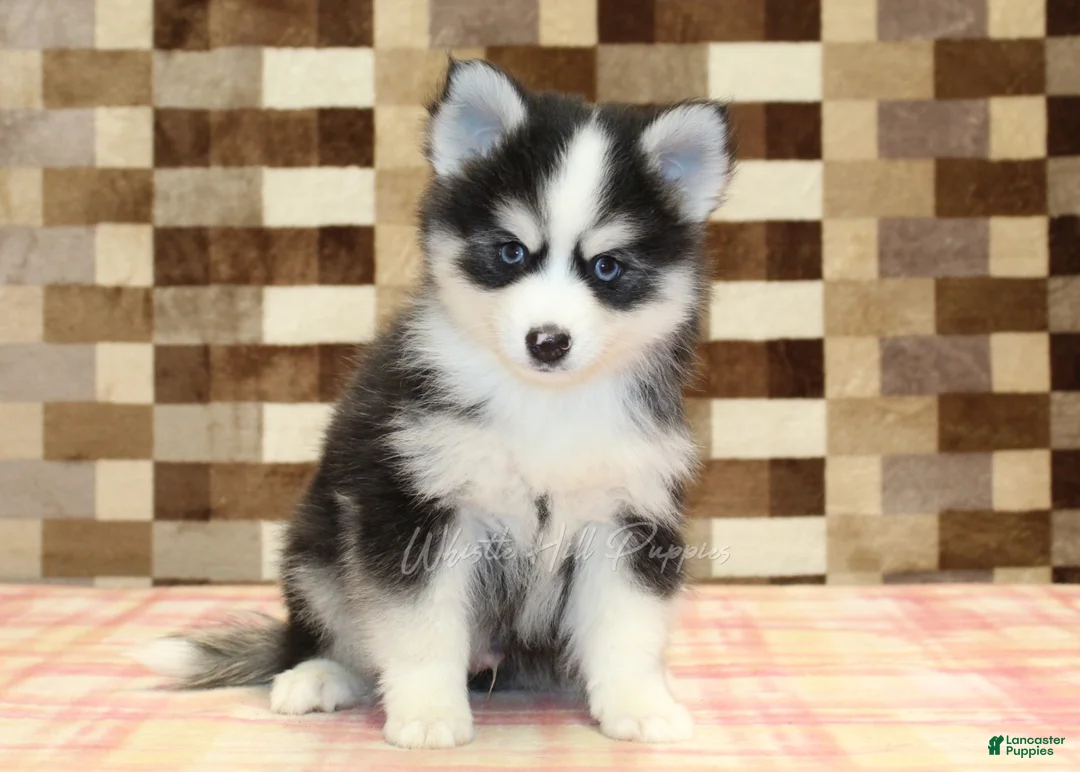 Pomsky dogs for sale: Boots - Ad 3