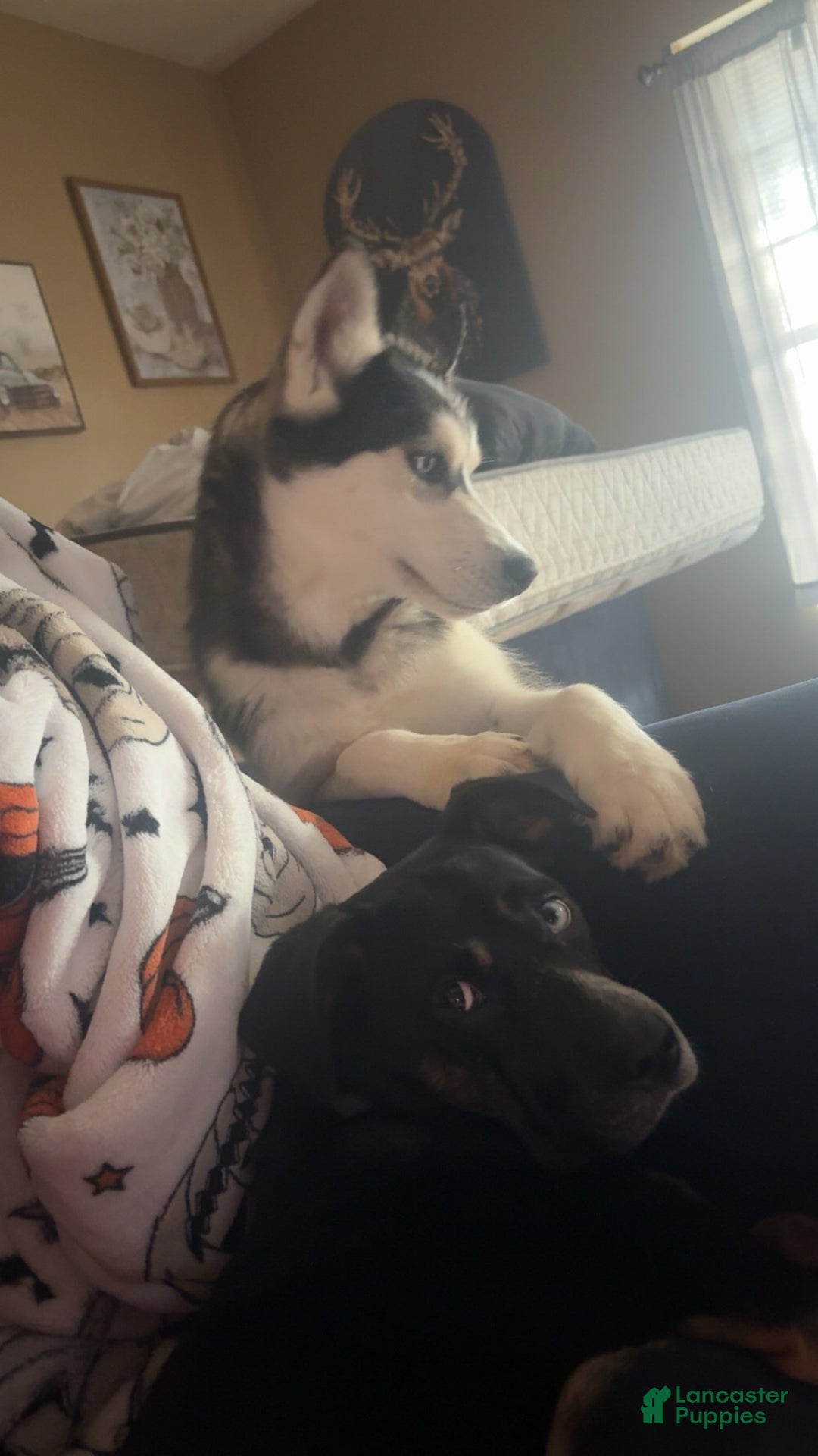 Alaskan Husky dogs for sale: Alaskan Husky Puppy 1 - Ad 3