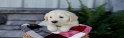 Golden Retriever dogs for sale: Brent - Ad 6