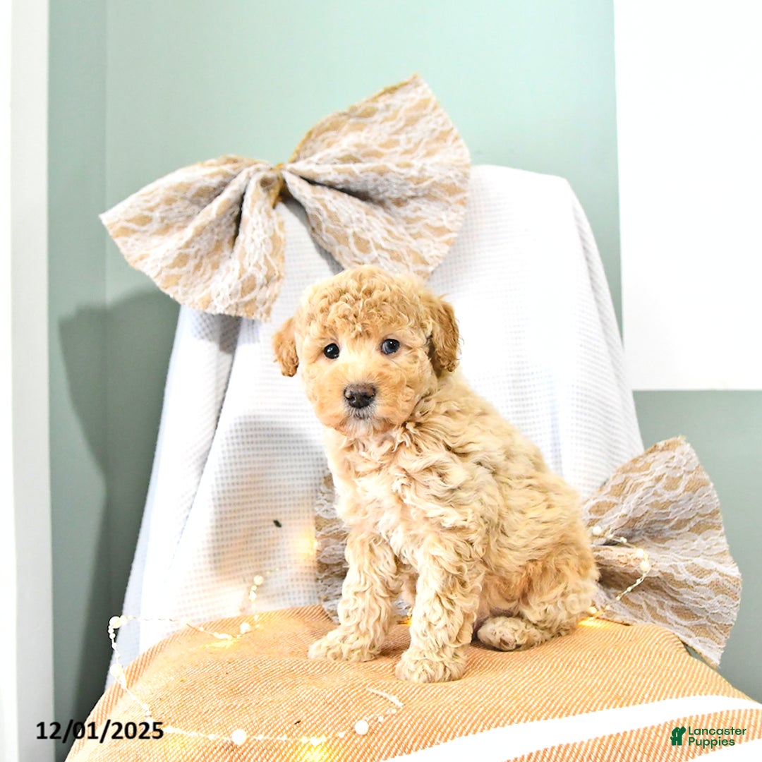 Miniature Poodle dogs for sale: Archie - Ad 5