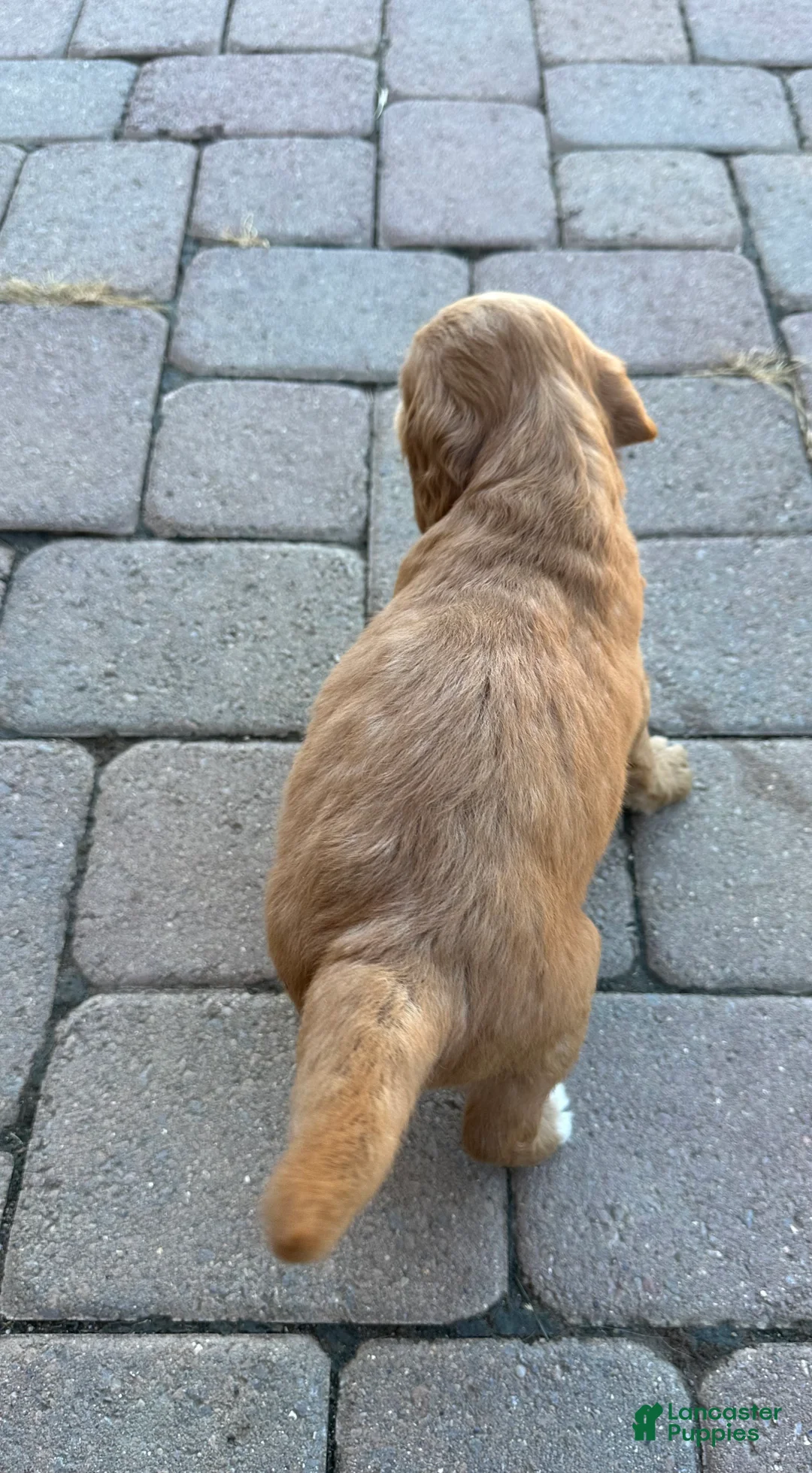 Goldendoodle dogs for sale: Goldendoodle 1 - Ad 3