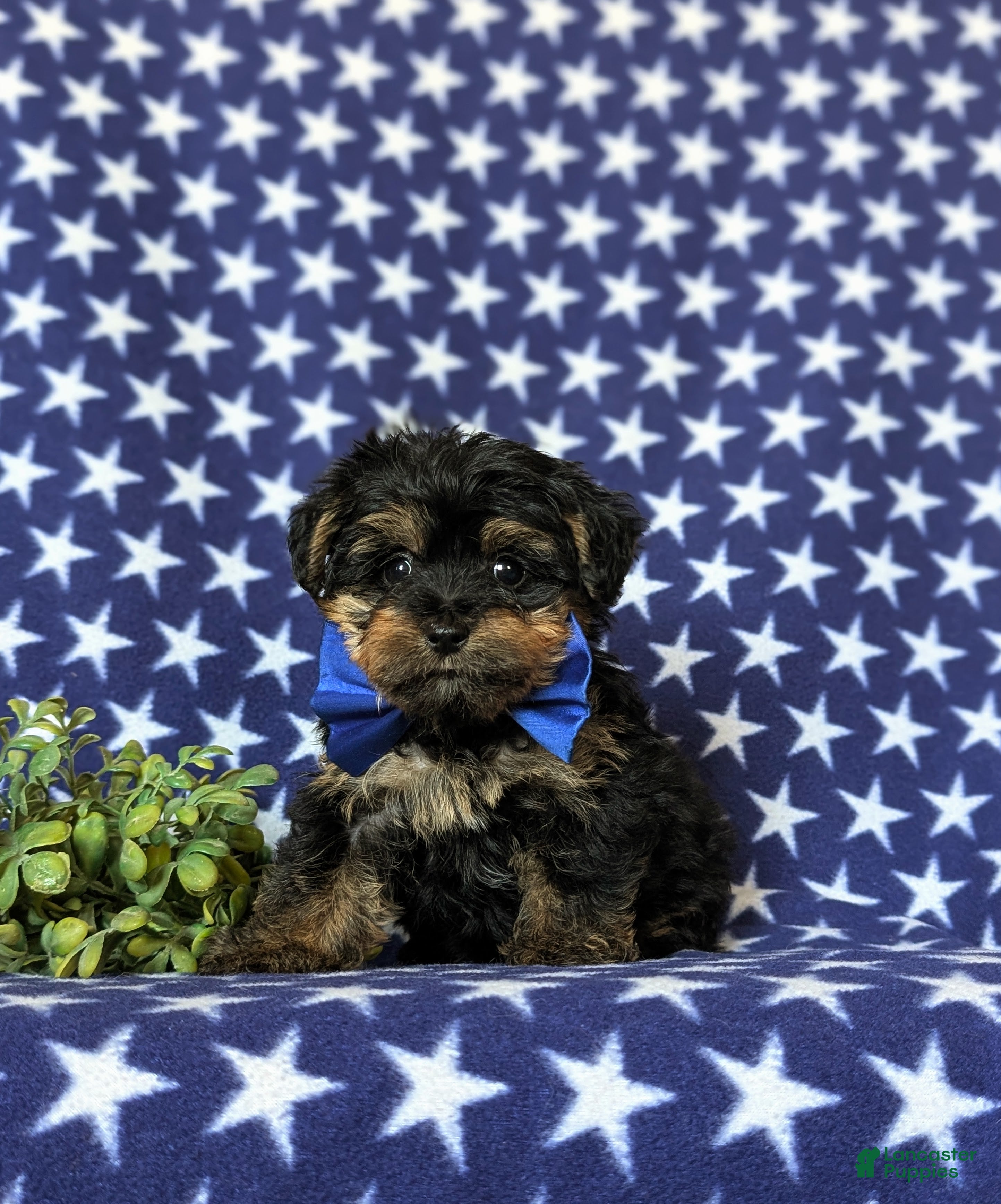 Yorkiepoo dogs Nelson 7 lbs Full Grown - Ad 2