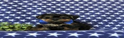 Yorkiepoo dogs for sale: Nelson 7 lbs Full Grown - Ad 2