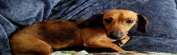 Miniature Dachshund dogs for sale: Miniature Dachshund 2 - Ad 4